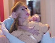 AKC REGISTERED MALE AND FEMALE  CAPUCHIN MONKEYS FOR RE HOMING!!!