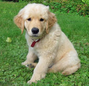 Beautiful GOLDEN RETRIEVER bb for adoption