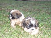 Shih+tzu+puppies+for+sale+in+bangalore