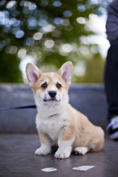 pembroke welsh corgi puppies     600 euros