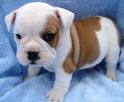  Cute And Adorable English Bull Dog Puppies For Adoption