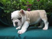 Adorable Bulldog Puppies For Free Adoption/???????