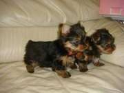 cute yorkie  Puppies Seeking A Home(charleshbronsoncoltd@yahoo.com )