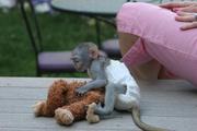 ******Cute And Adorable Baby Capuchin Monkeys For Free Adoption******